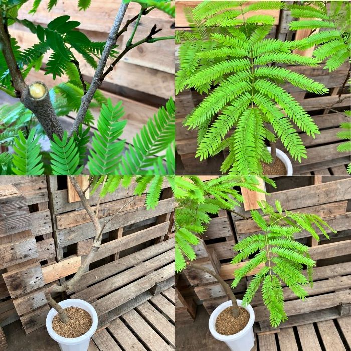 観葉植物現品販売