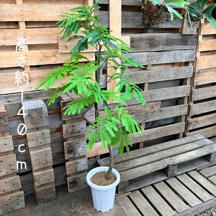 観葉植物現品販売