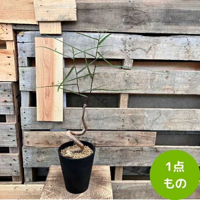 観葉植物現品販売