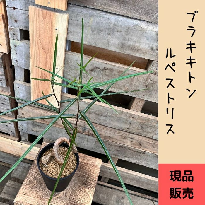 観葉植物現品販売