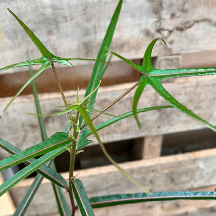 観葉植物現品販売