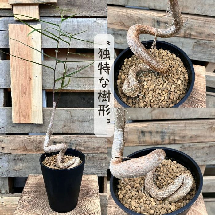 観葉植物現品販売