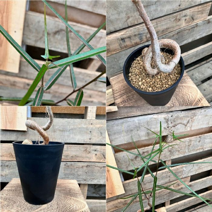 観葉植物現品販売