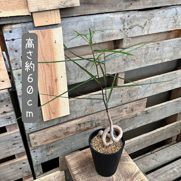 観葉植物現品販売