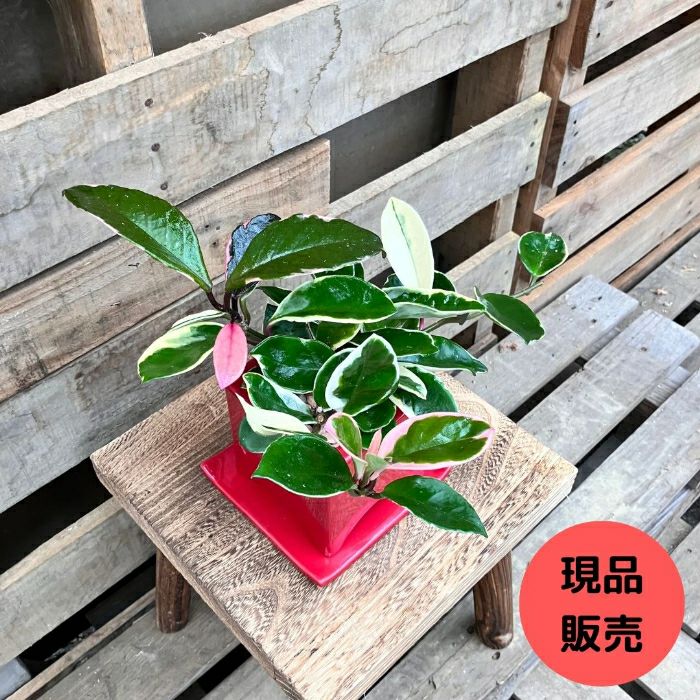 観葉植物現品販売