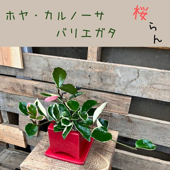 観葉植物現品販売