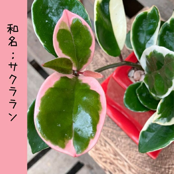 観葉植物現品販売