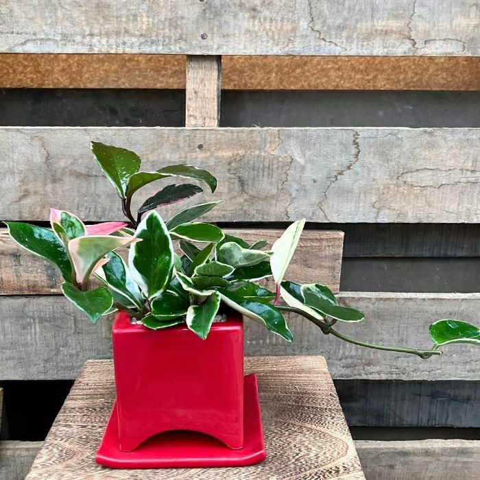 観葉植物現品販売