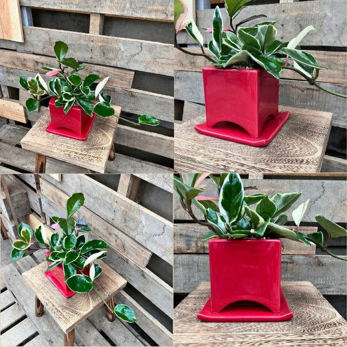 観葉植物現品販売