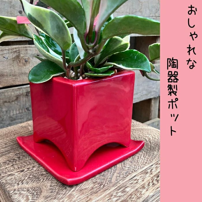 観葉植物現品販売