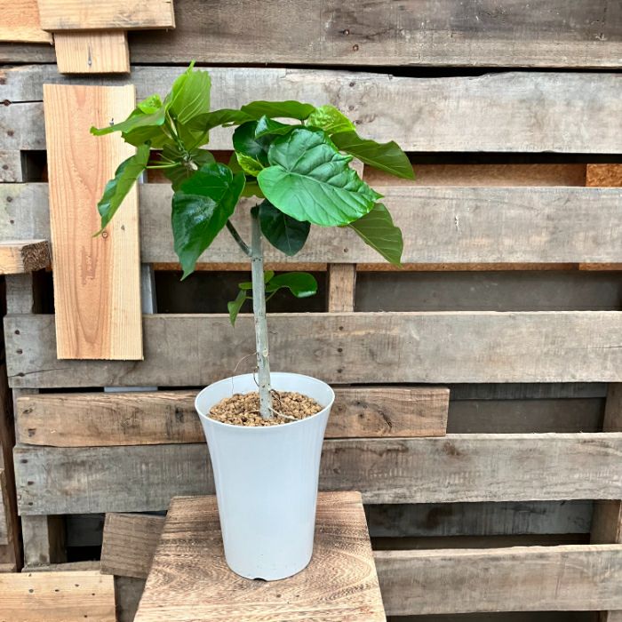 観葉植物現品販売