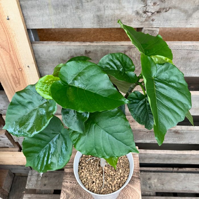 観葉植物現品販売