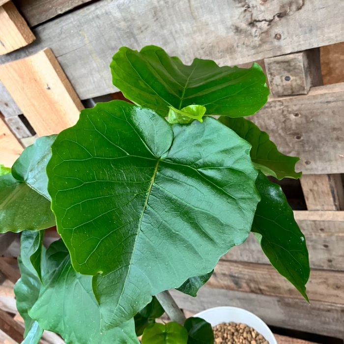 観葉植物現品販売