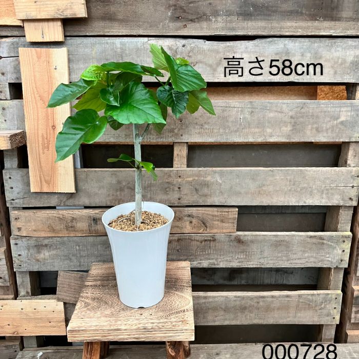 観葉植物現品販売