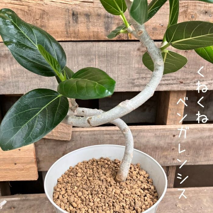 観葉植物現品販売