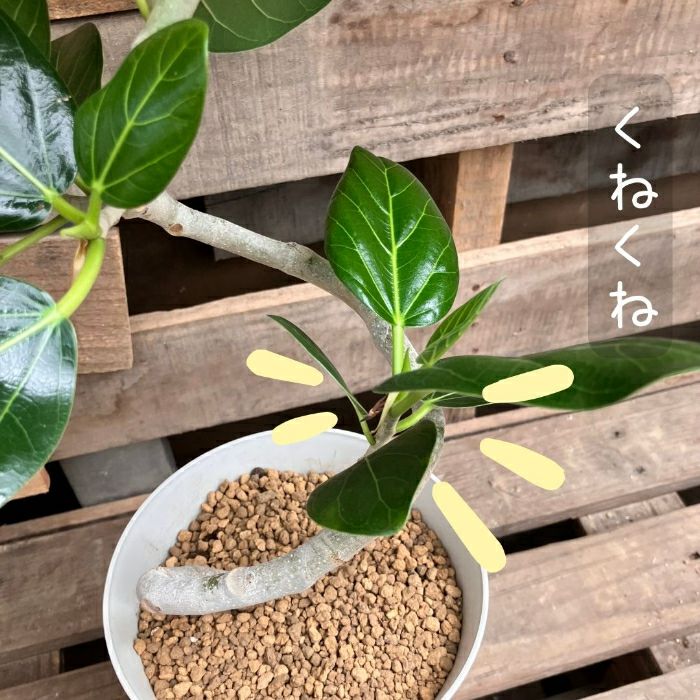 観葉植物現品販売