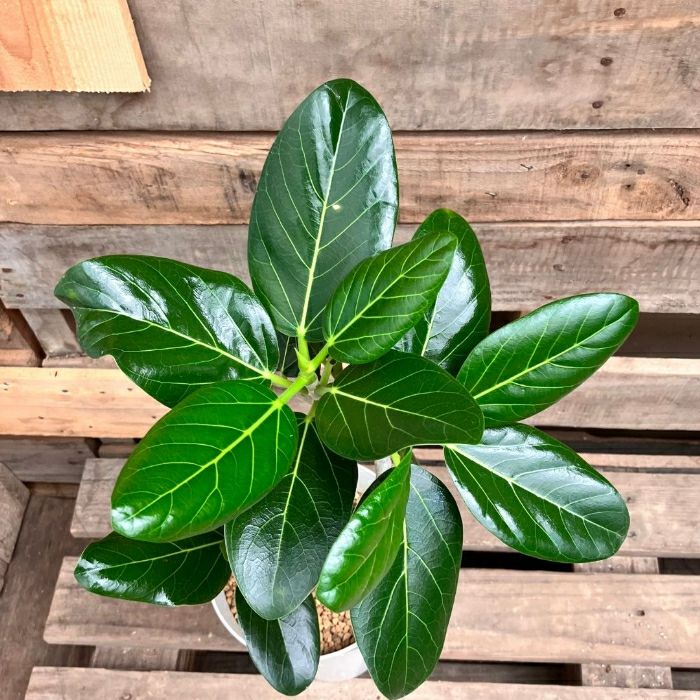 観葉植物現品販売