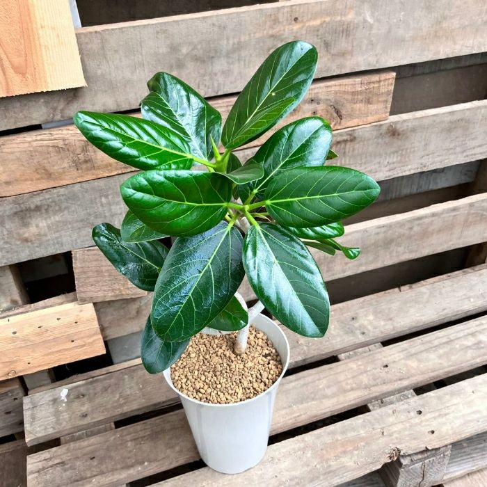 観葉植物現品販売