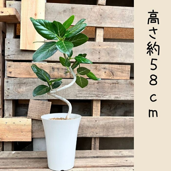 観葉植物現品販売
