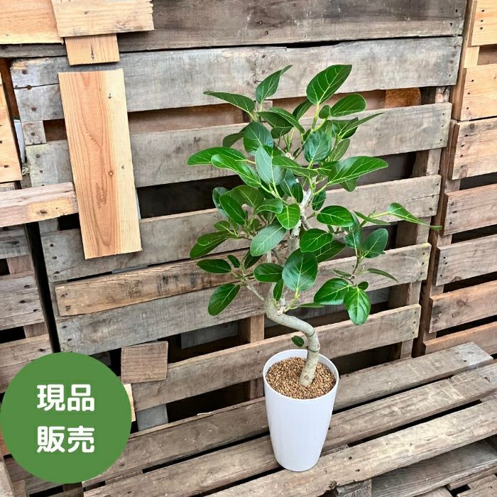 観葉植物現品販売