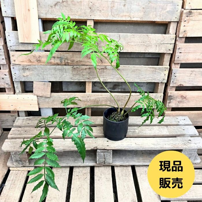 観葉植物現品販売
