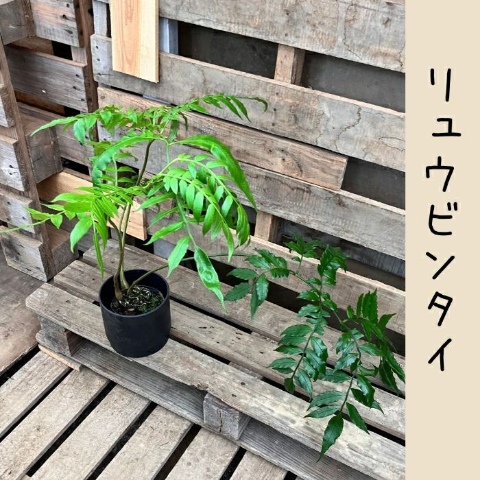観葉植物現品販売
