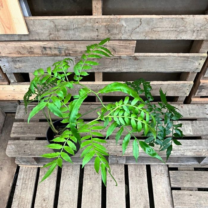 観葉植物現品販売