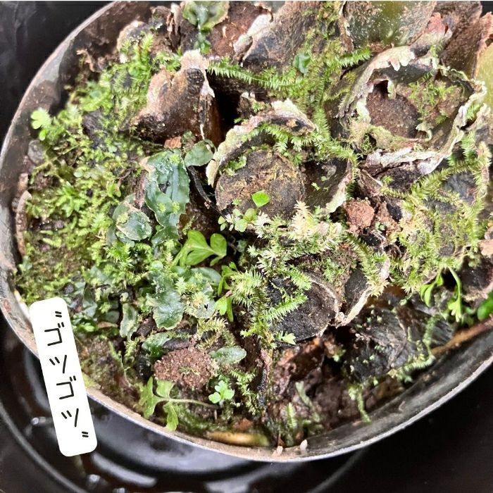 観葉植物現品販売