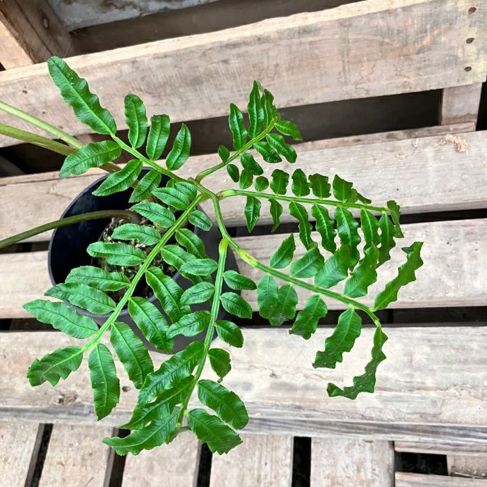 観葉植物現品販売