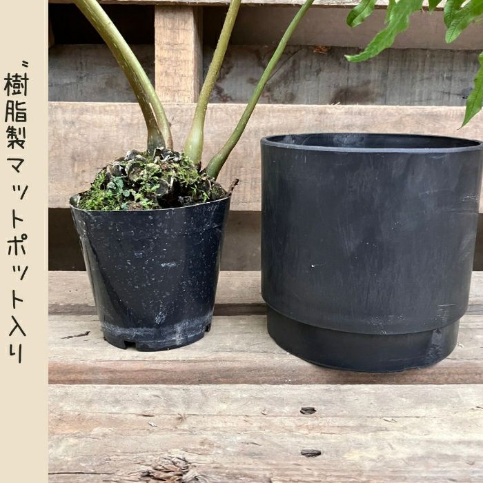 観葉植物現品販売