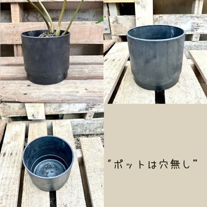 観葉植物現品販売