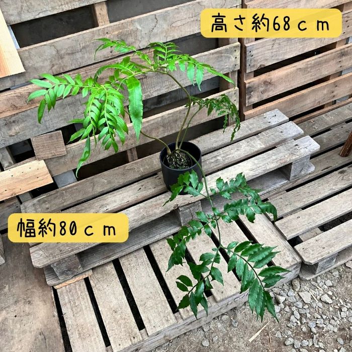 観葉植物現品販売