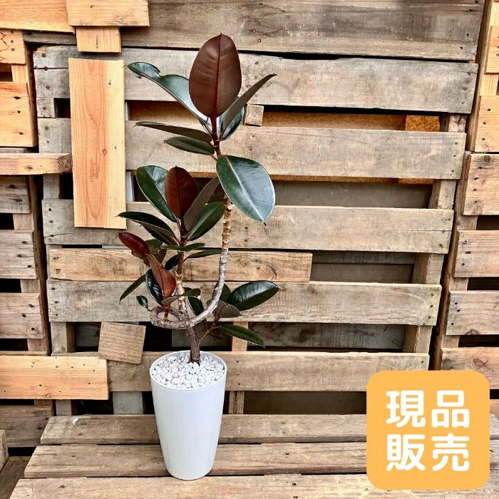 観葉植物現品販売