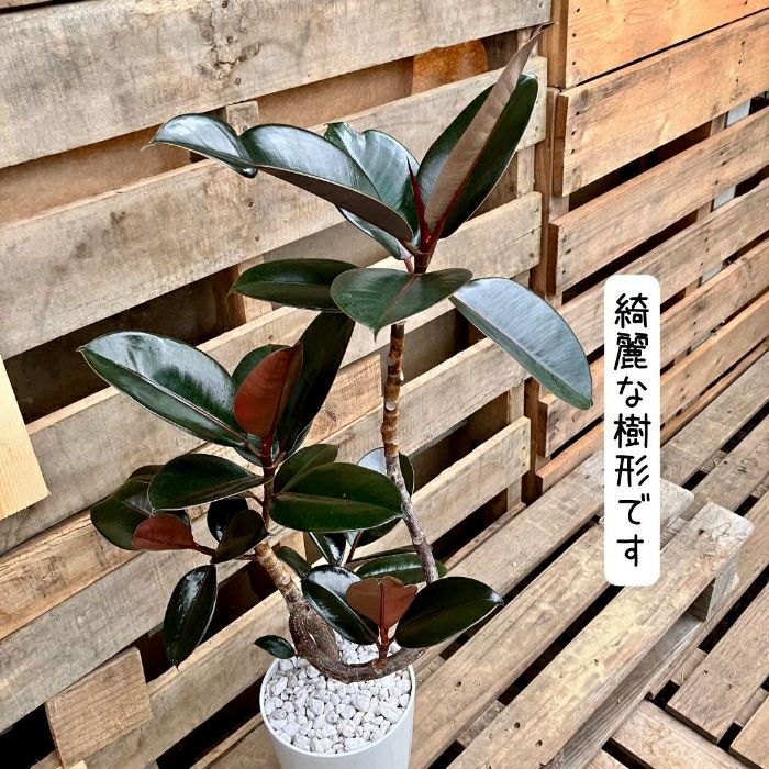 観葉植物現品販売