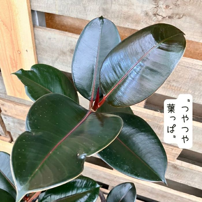 観葉植物現品販売