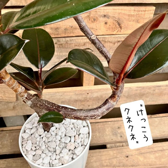 観葉植物現品販売