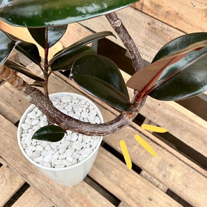 観葉植物現品販売