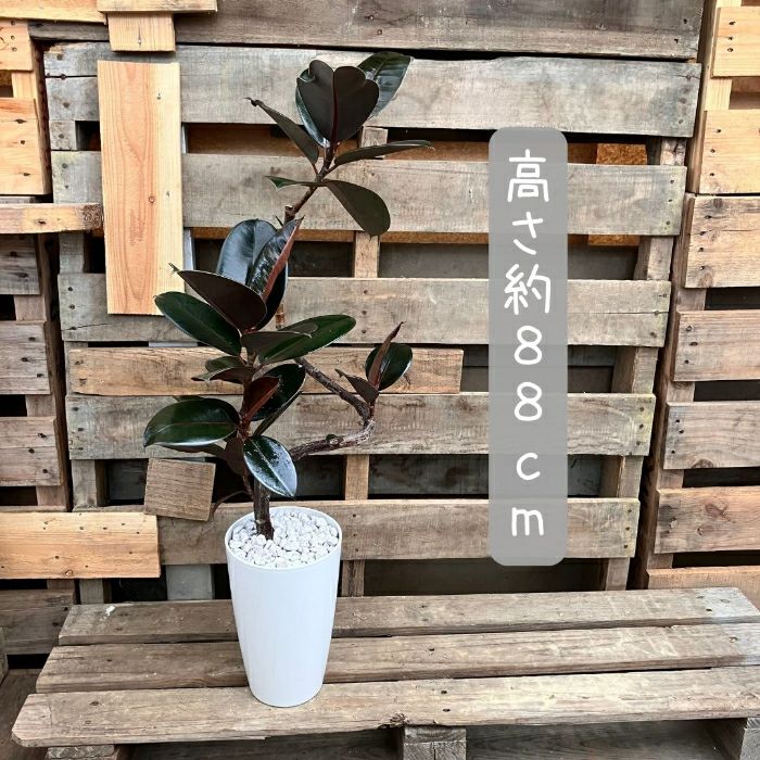 観葉植物現品販売