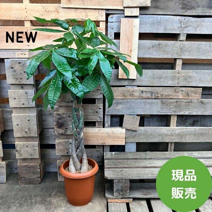 観葉植物現品販売