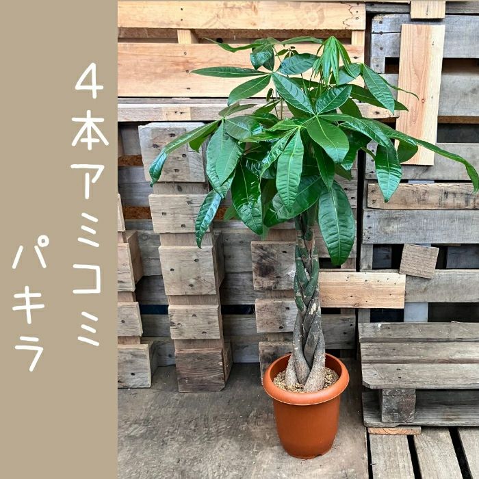 観葉植物現品販売