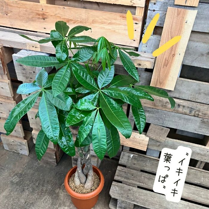 観葉植物現品販売