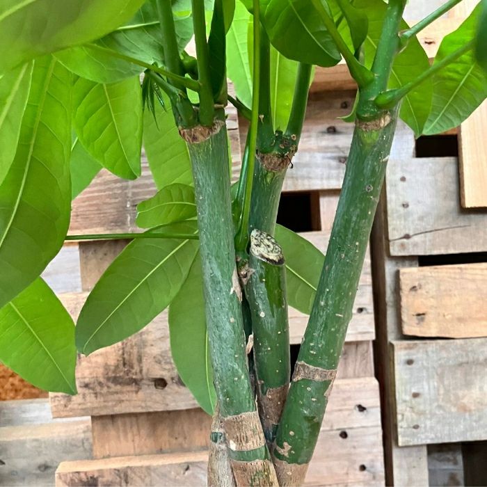 観葉植物現品販売