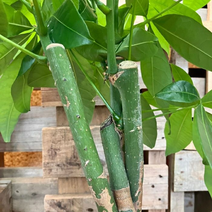 観葉植物現品販売