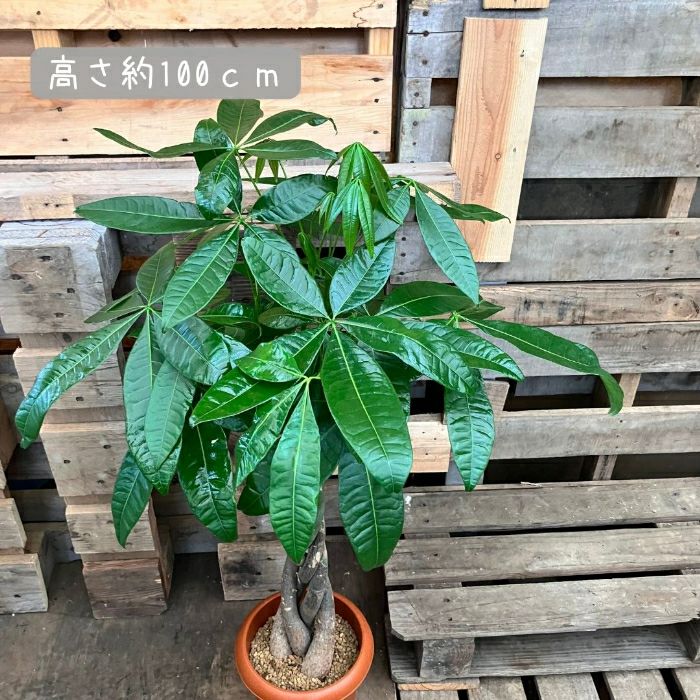 観葉植物現品販売