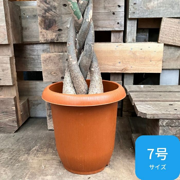 観葉植物現品販売