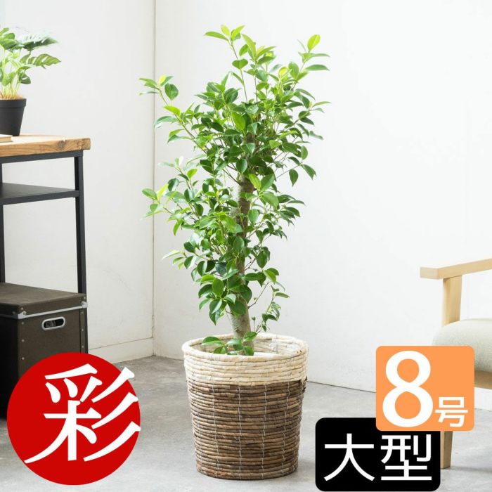 ガジュマル 8号鉢 選べる鉢カバー付 観葉植物