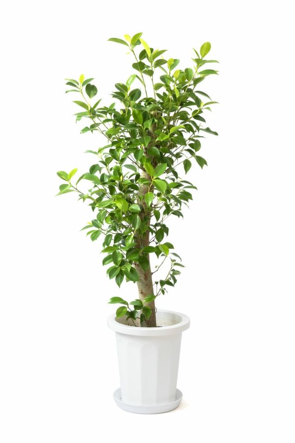 ☆ ガジュマル 太幹ねじり♪ 100cm 8号size♪ ガジュマル 8号鉢 観葉