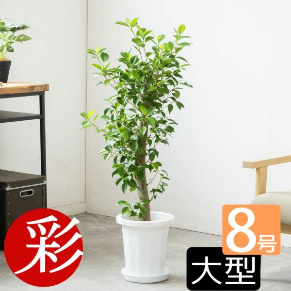 ガジュマル 8号鉢 観葉植物 本物