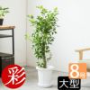 ガジュマル 8号鉢 観葉植物