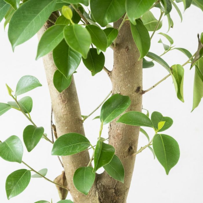 ガジュマル 8号鉢 観葉植物